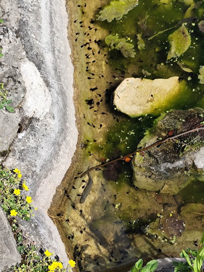 Le Printemps est là