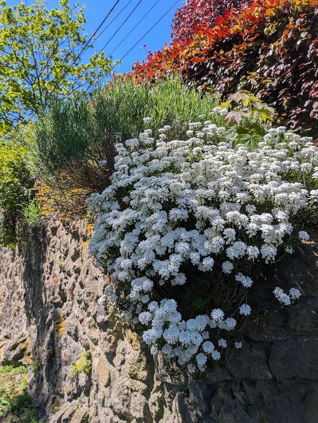 Le Printemps est là